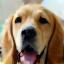 Photo of Luna the Golden Retriever