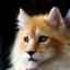 Photo of Max the Maine Coon